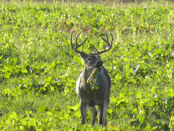 When To Plant Turnips For Deer