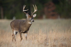 How Much Draw Weight Is Needed To Kill A Deer