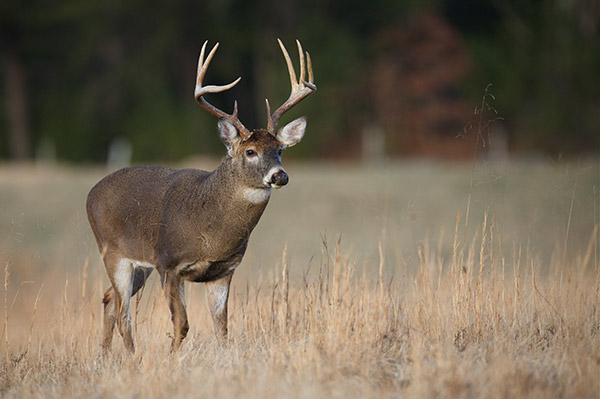How Much Draw Weight Is Needed To Kill A Deer