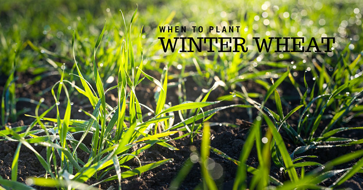When To Plant Winter Wheat For Deer