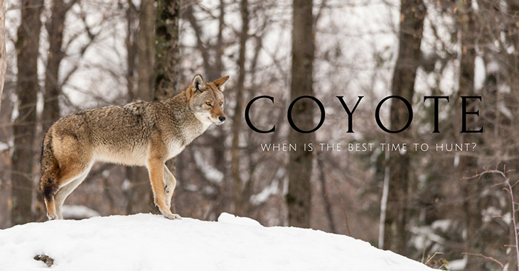 When is the Best Time to Hunt Coyotes