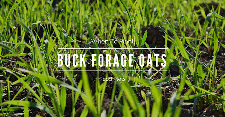 when to plant buck forage oats
