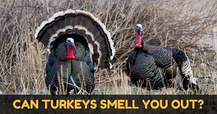can turkeys smell