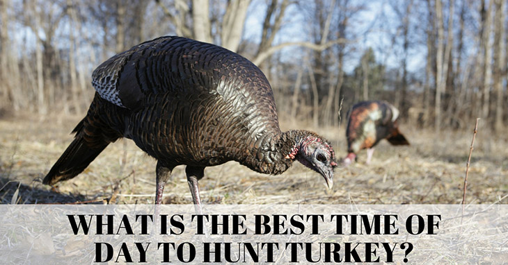 Best Time to Hunt Turkey