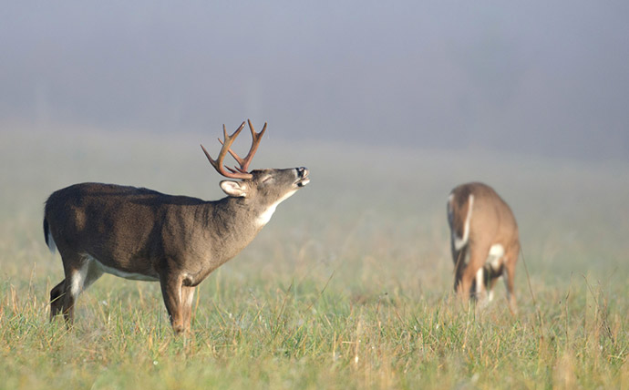 when-to-hunt-deer
