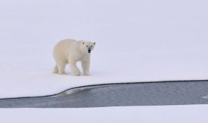 alaska polar bear